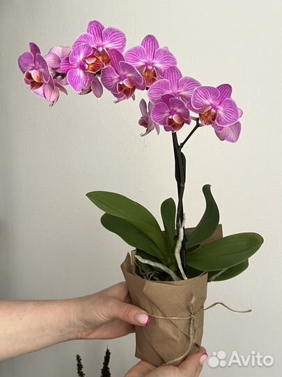 Орхидея