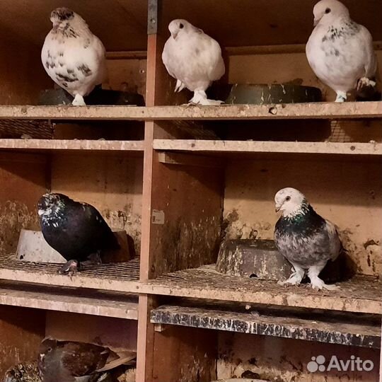 Таджикские и узбекские голуби