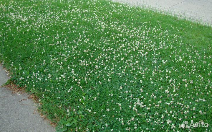 Декоративный клевер белый