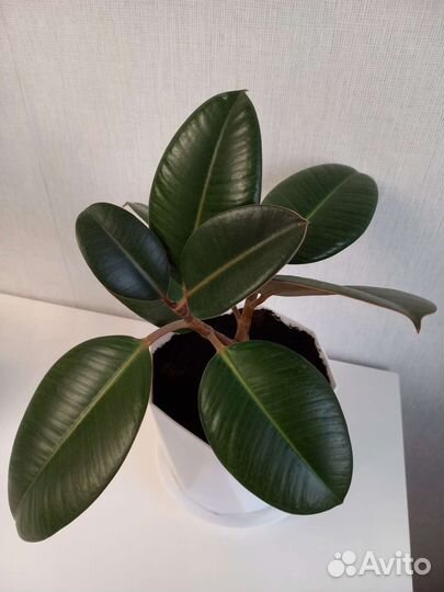 Фикус робуста