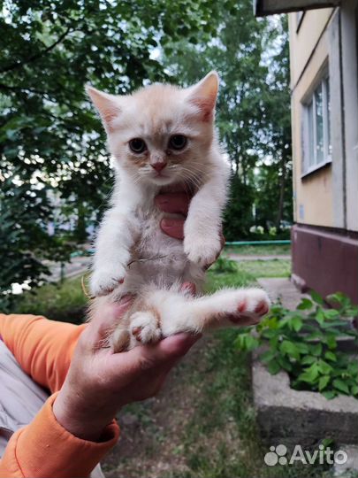 Кот шотландец