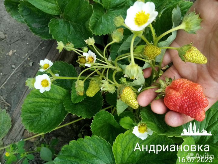 Рассада клубники