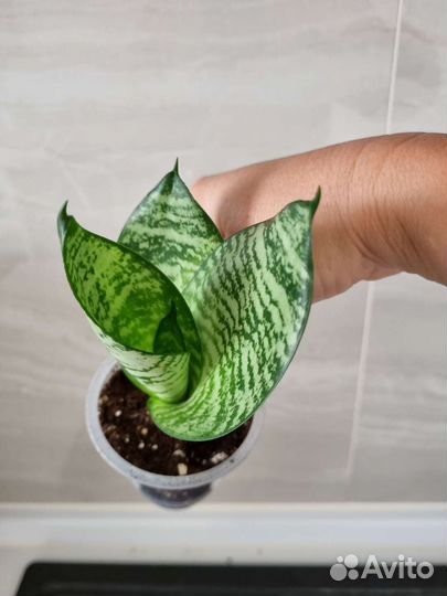 Сансевьерии сортовые