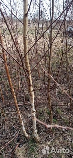 Саженцы березы