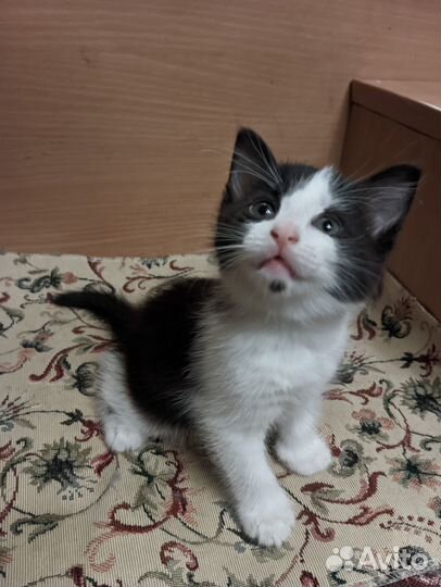 Котята в добрые руки (два мальчика)