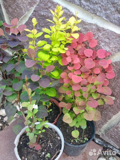 Барбарис Тунберга