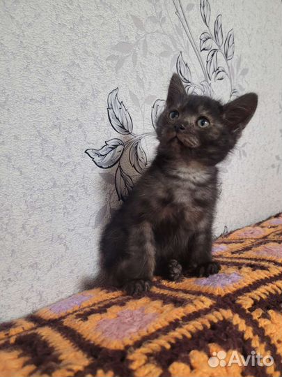 Отдам котика в добрые руки