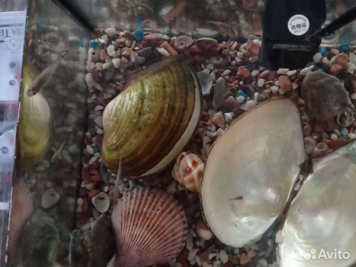 Аквариумные рыбки гуппи