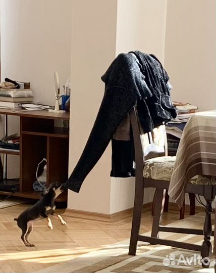 Той-терьер щенки девочка