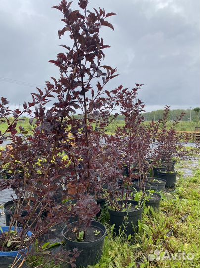 Пузыреплодник ред барон