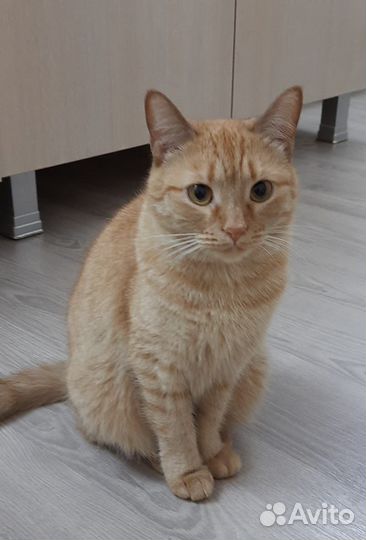 Стерилизованная, привитая Лиса ищет дом