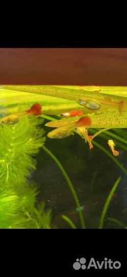 Гуппи, пецилии