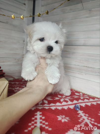 Мальтезе девочка