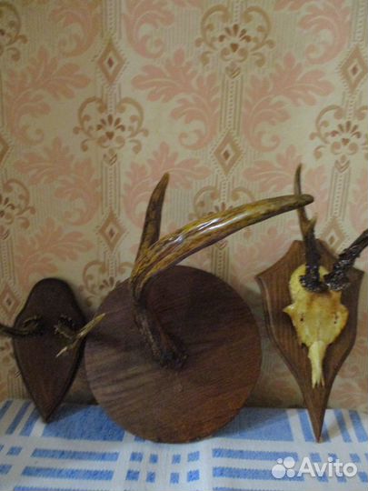 Рога лося и косули на медальоне