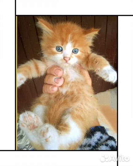 Рыжий котенок в дар