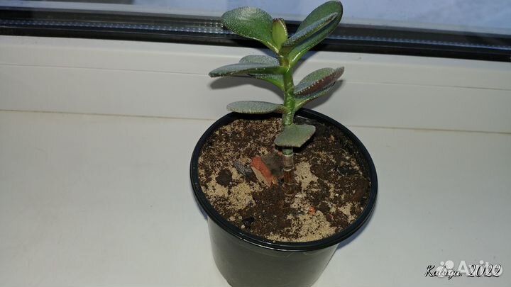 Толстянка Крассула овата, или денежное дерево