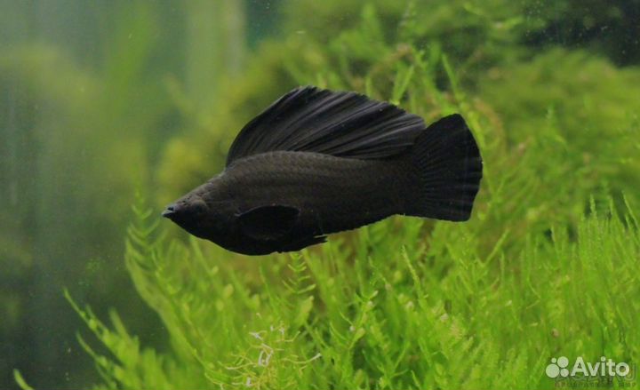 Живородящая рыбка Велифера Нигра