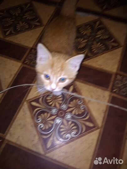Котёнок в добрые руки