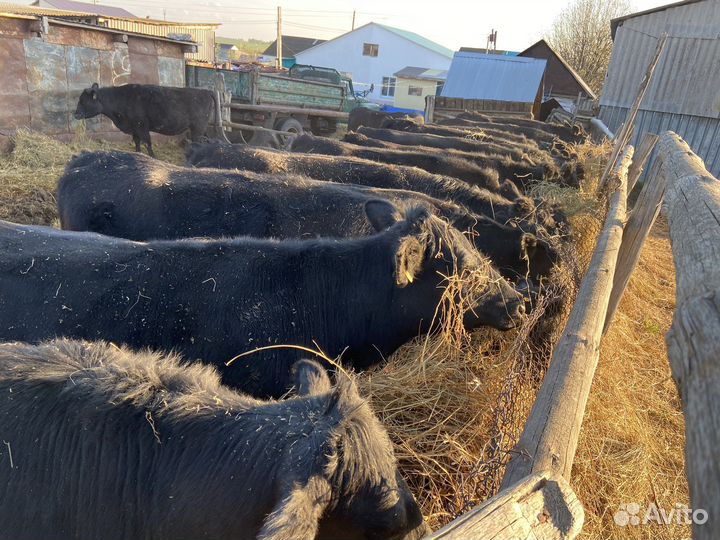 Продаются телки