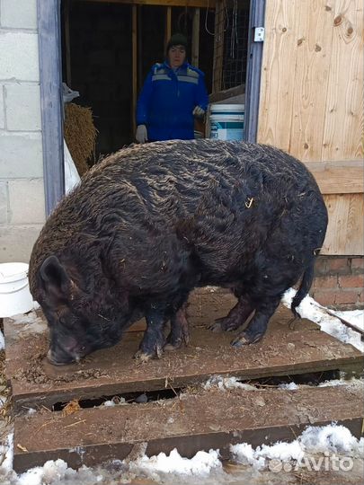 Кабан вьетнамский вислобрюхий