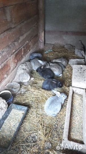 Продам кроликов