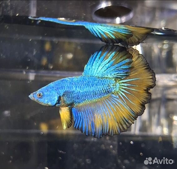 Петушки hulfmoon