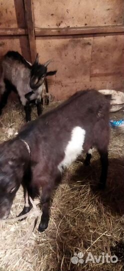 Козы ламанча