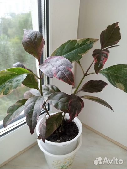 Домашние растения