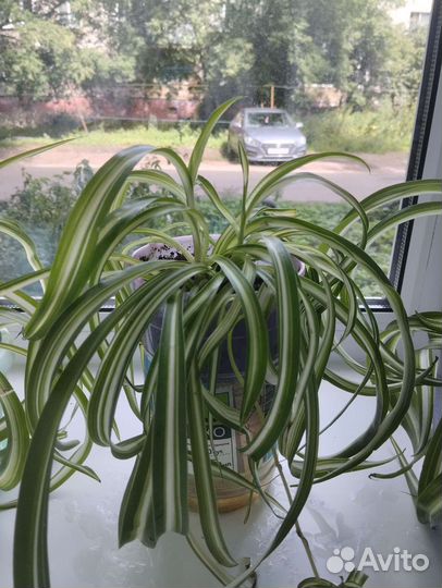 Хлорофитум кудрявый