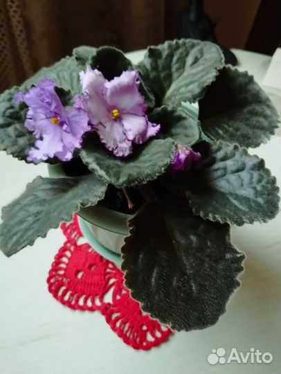 Фиалка цветущая в горшке