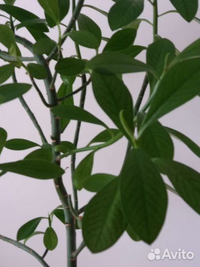 Синадениум гранта