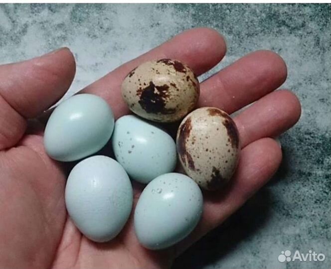 Инкубационное яйцо перепелов