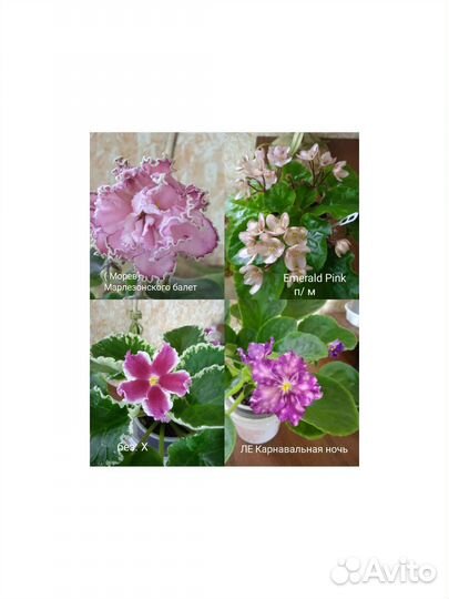 Фиалки,срез,стартеры,детки, цветущие