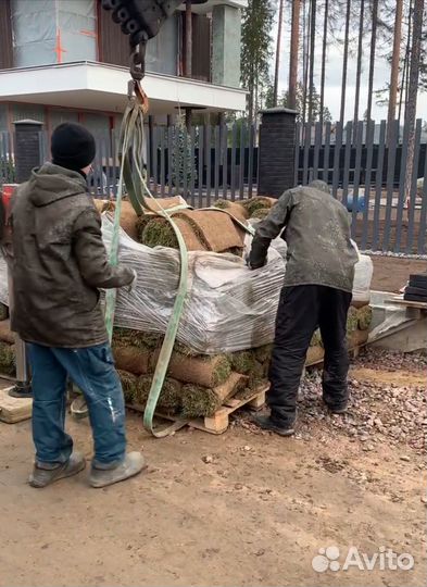 Рулонный газон под ключ
