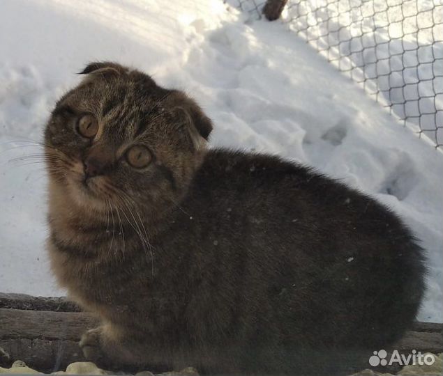 Ищем добрую семью кошечке