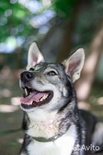 Собака для квартиры небольшая девочка
