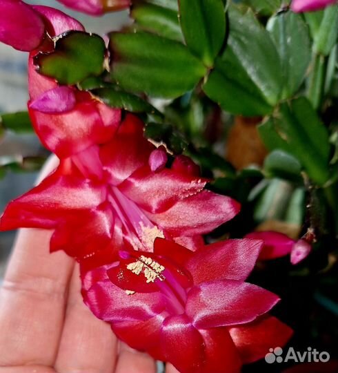 Декабрист алый и белый