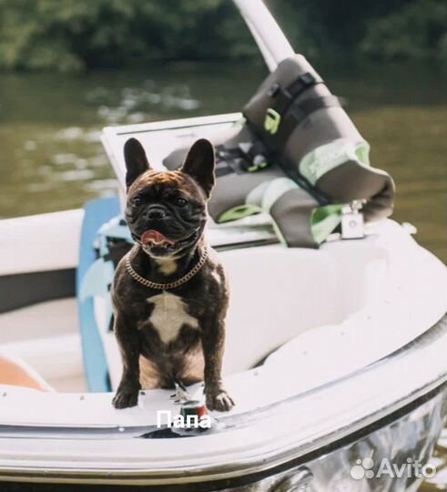 Французский бульдог щенки