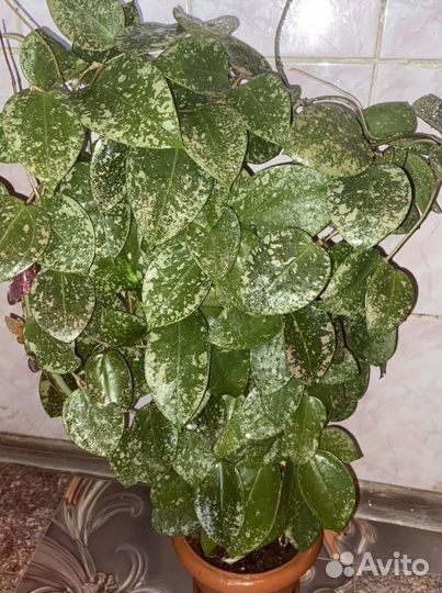 Хойя акута отростки