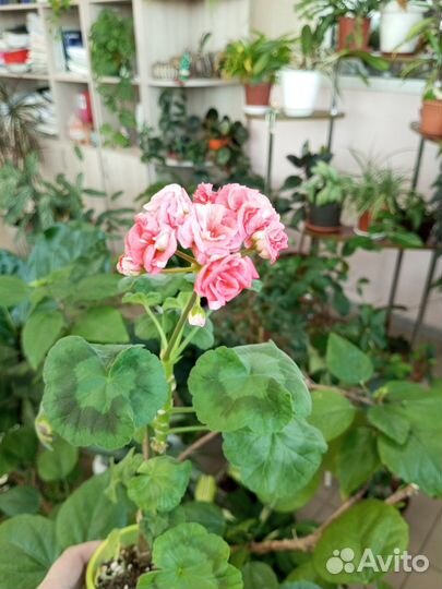 Пеларгония Юзис Персей