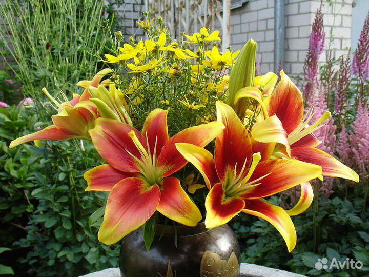 Лилии на осень 2023, принимаю заявки