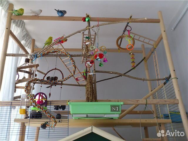 Птичка попугай с клеткой