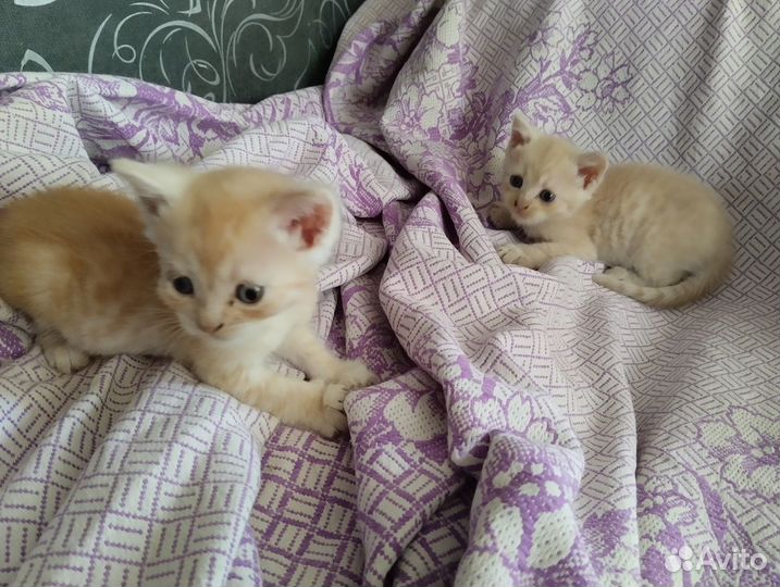 Малыши ищут дом