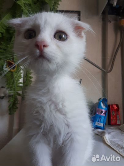 Котик 3 мес вислоушка ищет дом