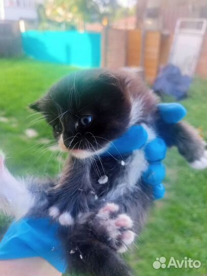 Котята отдам бесплатно