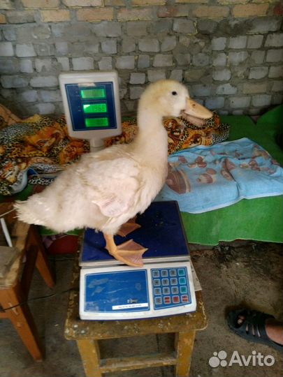 Утята,мулард,молодая курица живая птица
