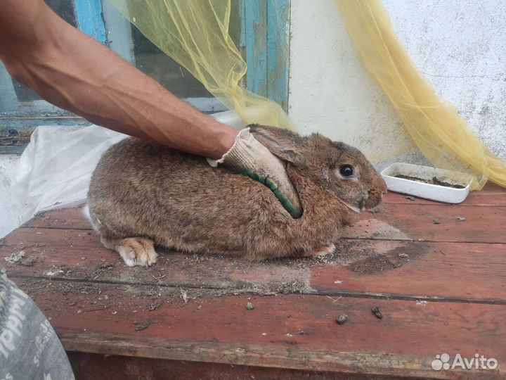 Кролики на племя