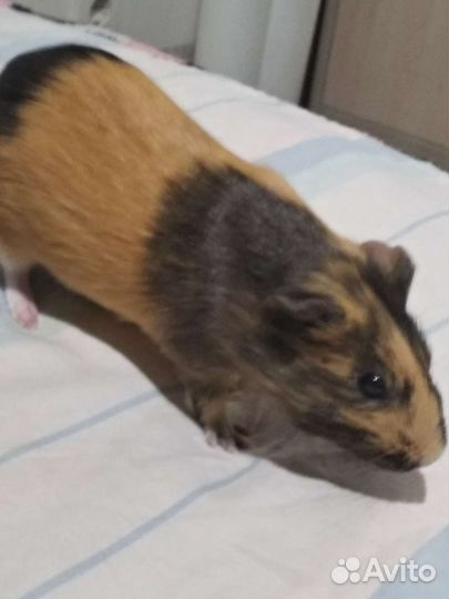 Морская свинка