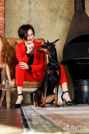 Доберман для фотосессий