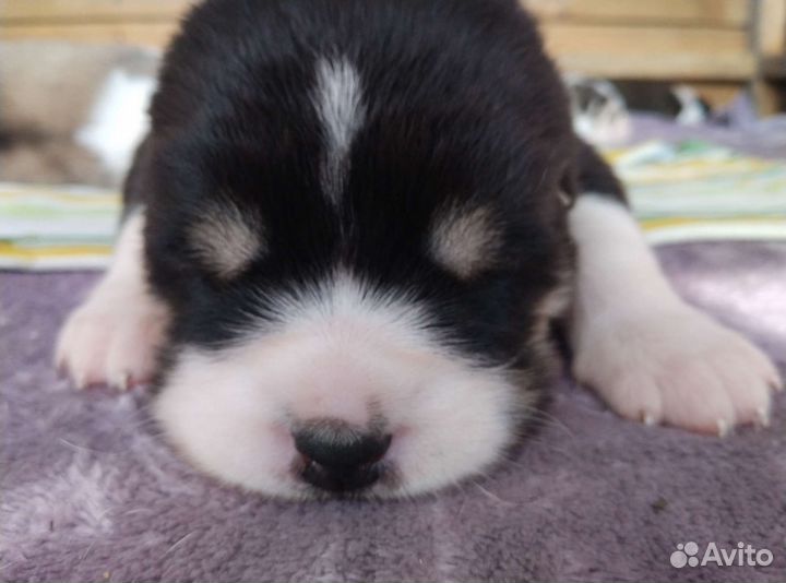 Щенки алабая